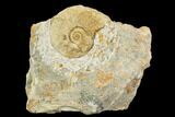 Ammonite Fossil - Boulemane, Morocco #122433-1